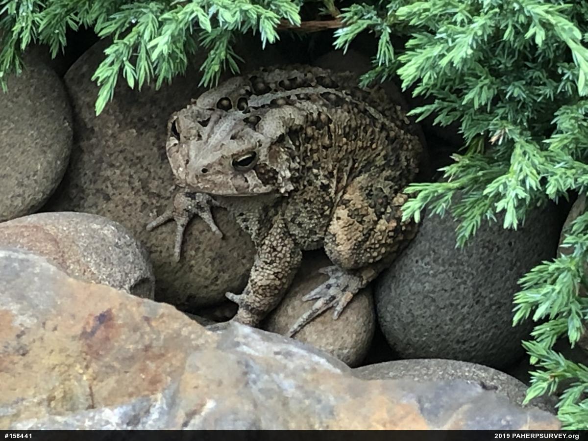Eastern American Toad