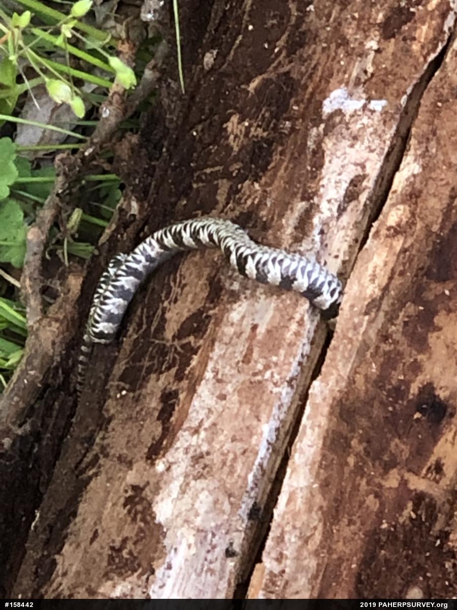 Northern Watersnake