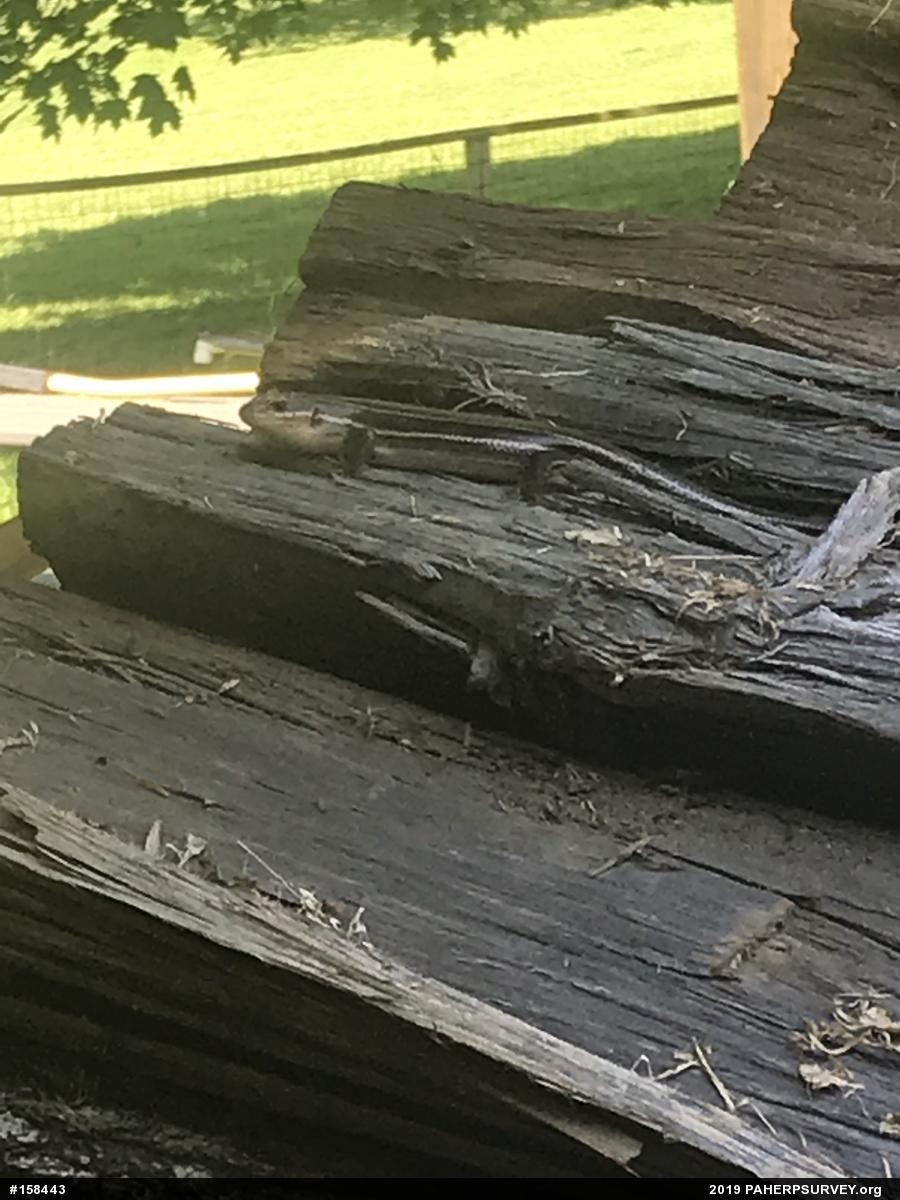 Broad-headed Skink