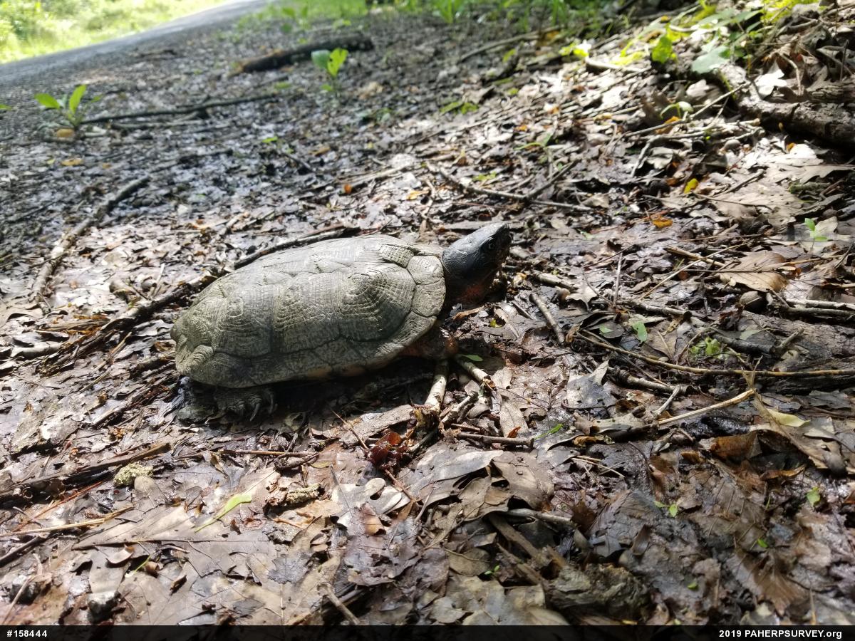 Wood Turtle