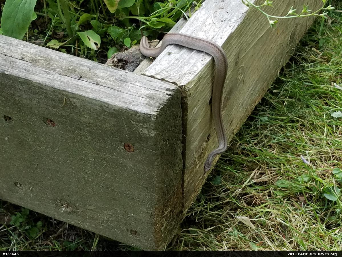 Dekay's Brownsnake