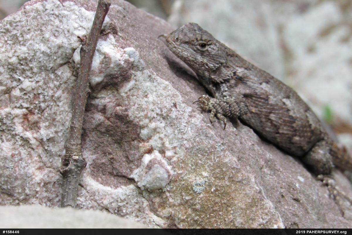 Eastern Fence Lizard