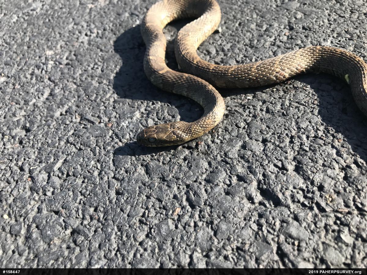 Northern Watersnake