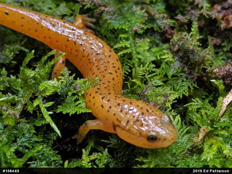 Northern Red Salamander