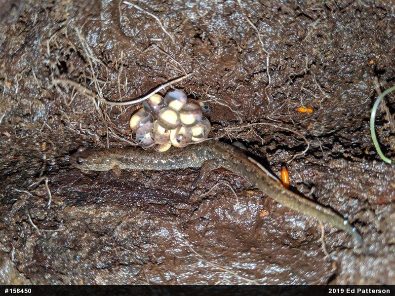 Northern Dusky Salamander