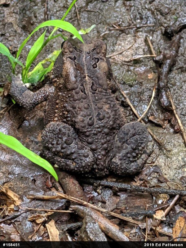 Eastern American Toad