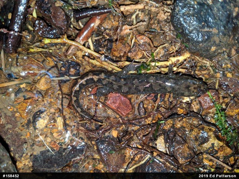 Seal Salamander