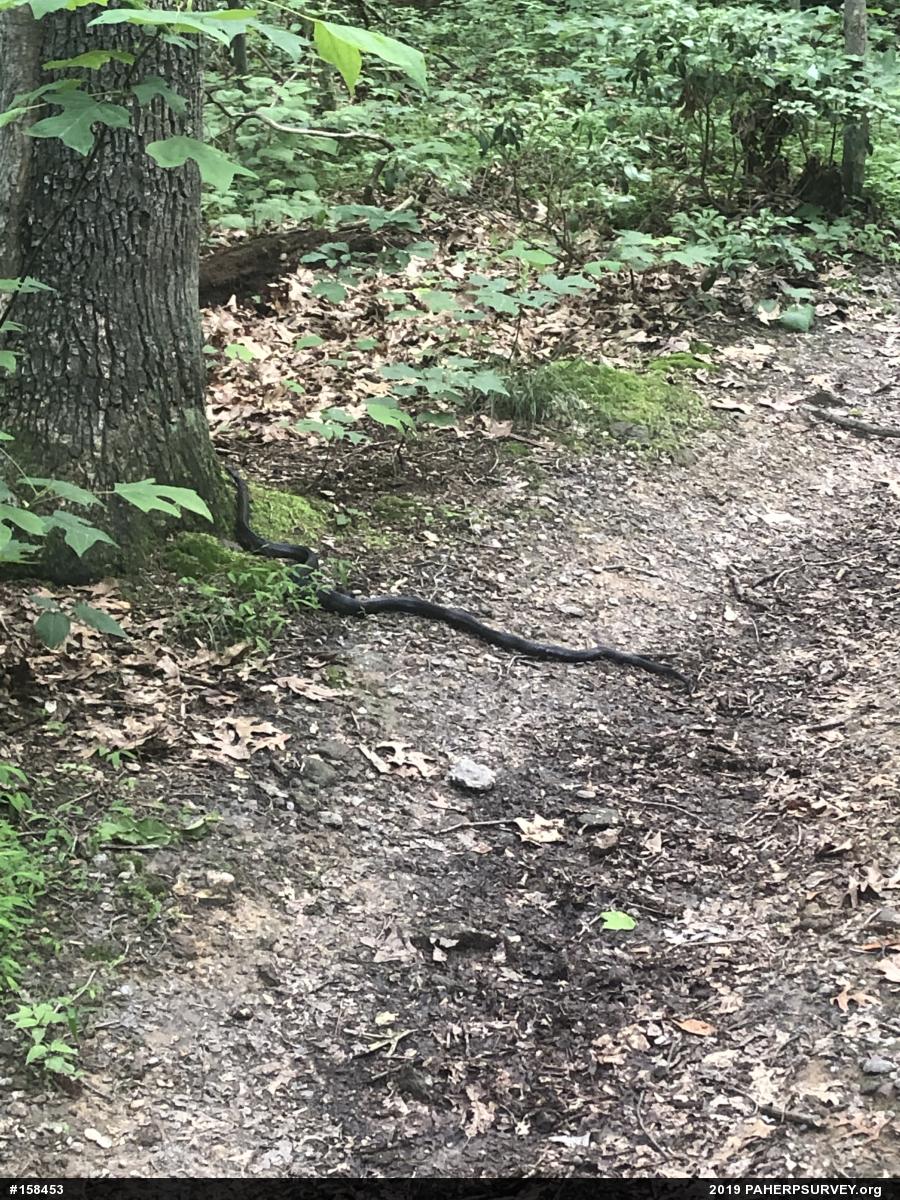 Eastern Ratsnake