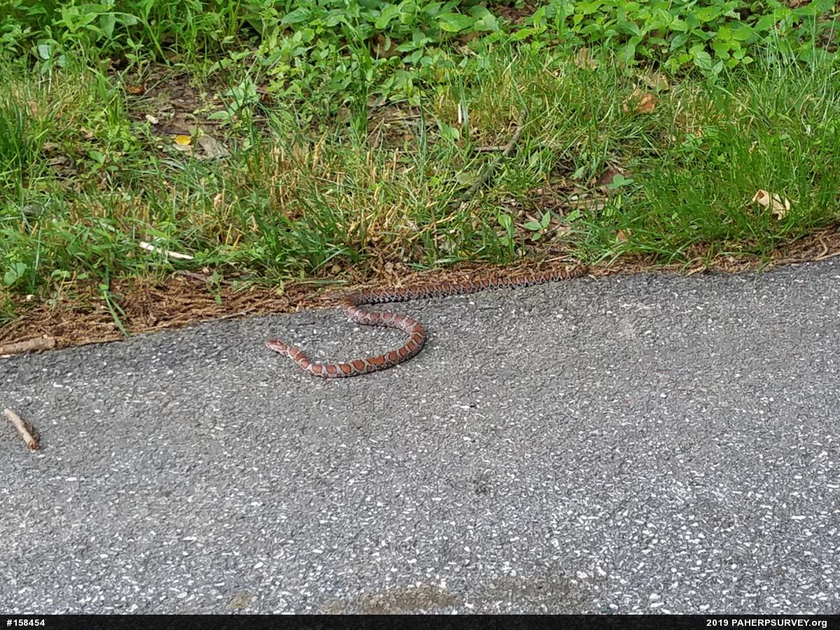 Eastern Milksnake