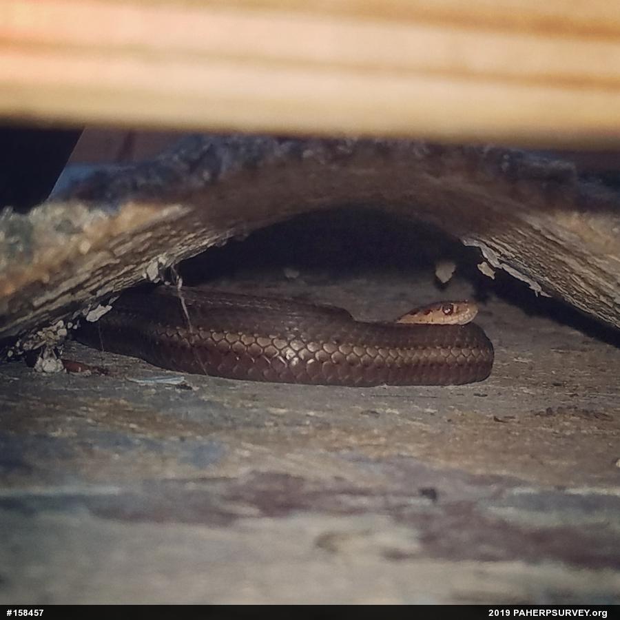 Shorthead Gartersnake