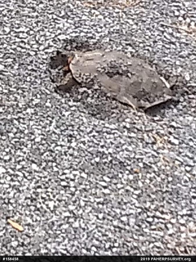 Wood Turtle