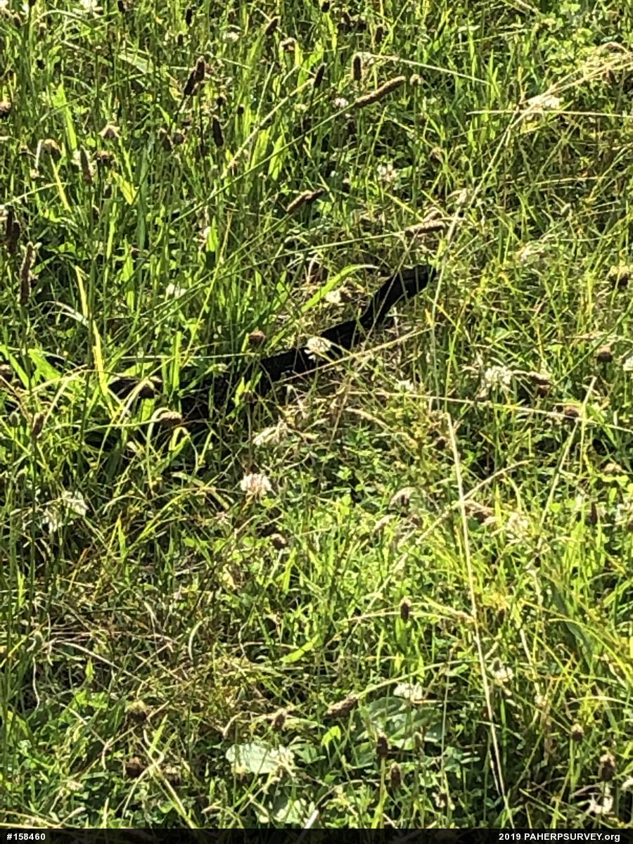 Timber Rattlesnake