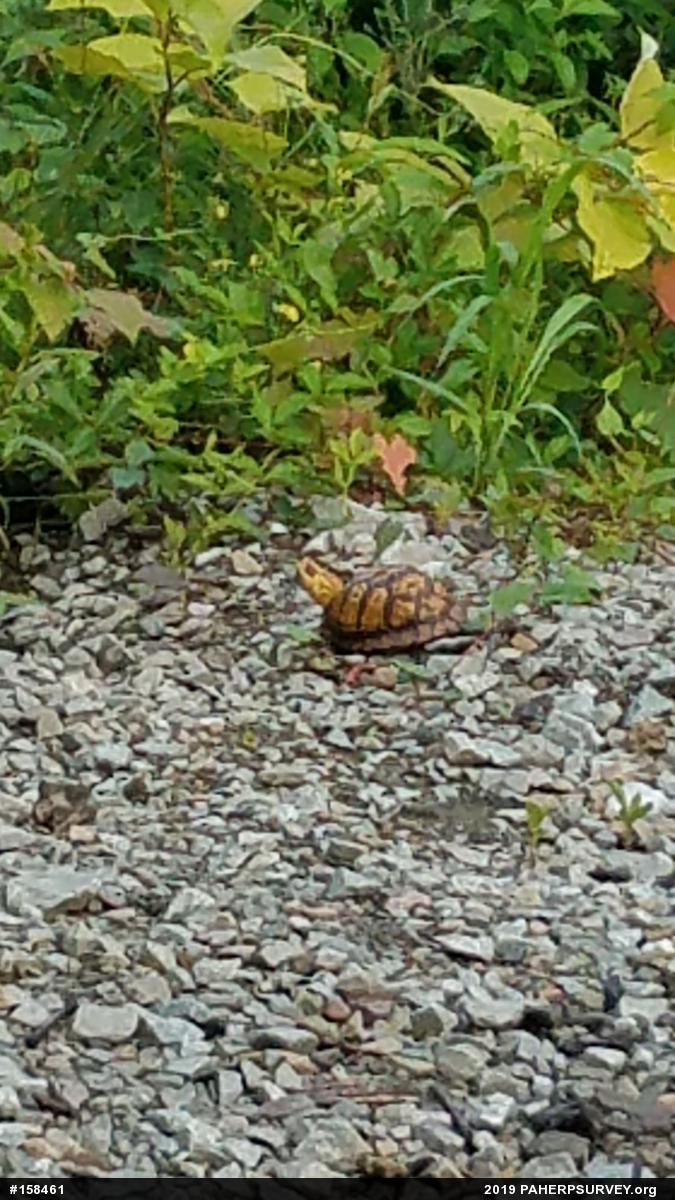 Eastern Box Turtle