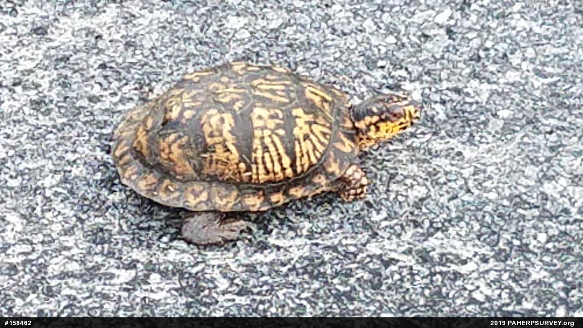 Eastern Box Turtle