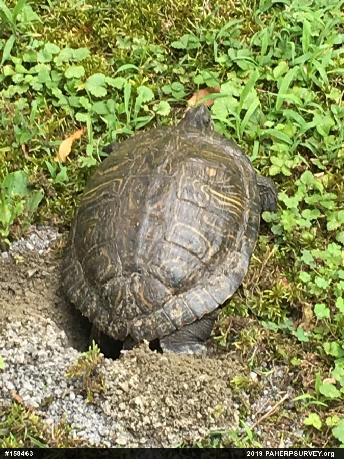 Pond Slider