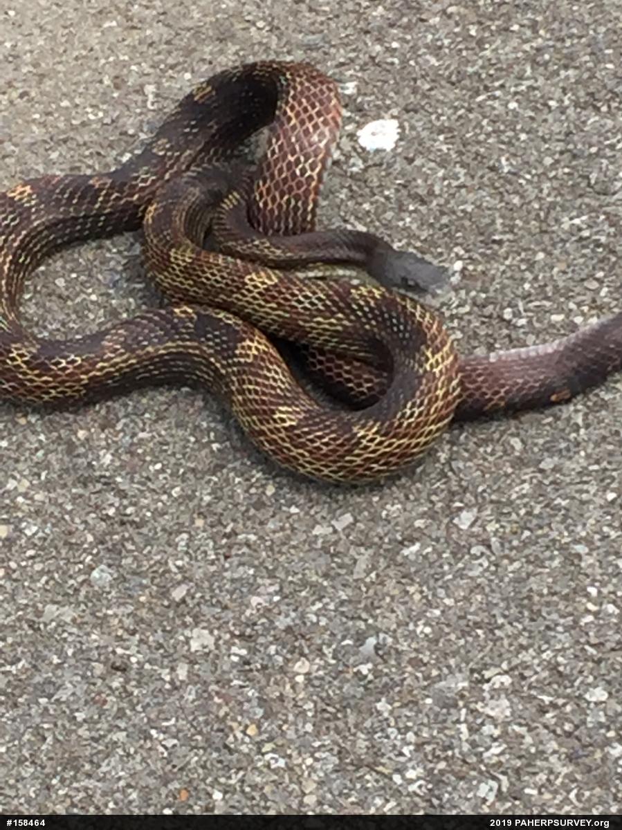 Eastern Ratsnake