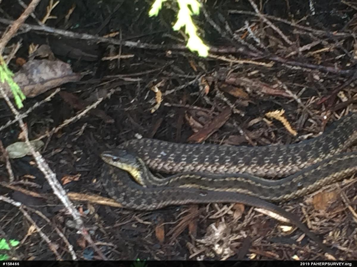 Eastern Gartersnake