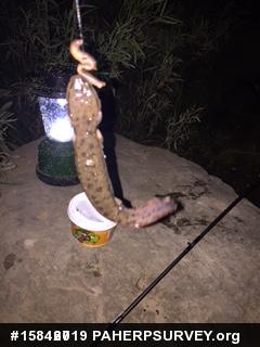 Common Mudpuppy