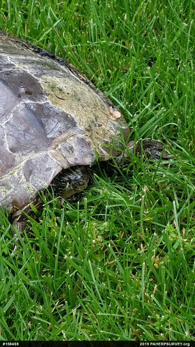 Northern Map Turtle