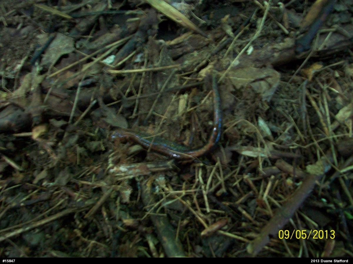 Eastern Red-backed  Salamander