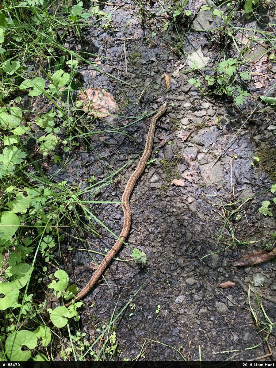 Eastern Gartersnake