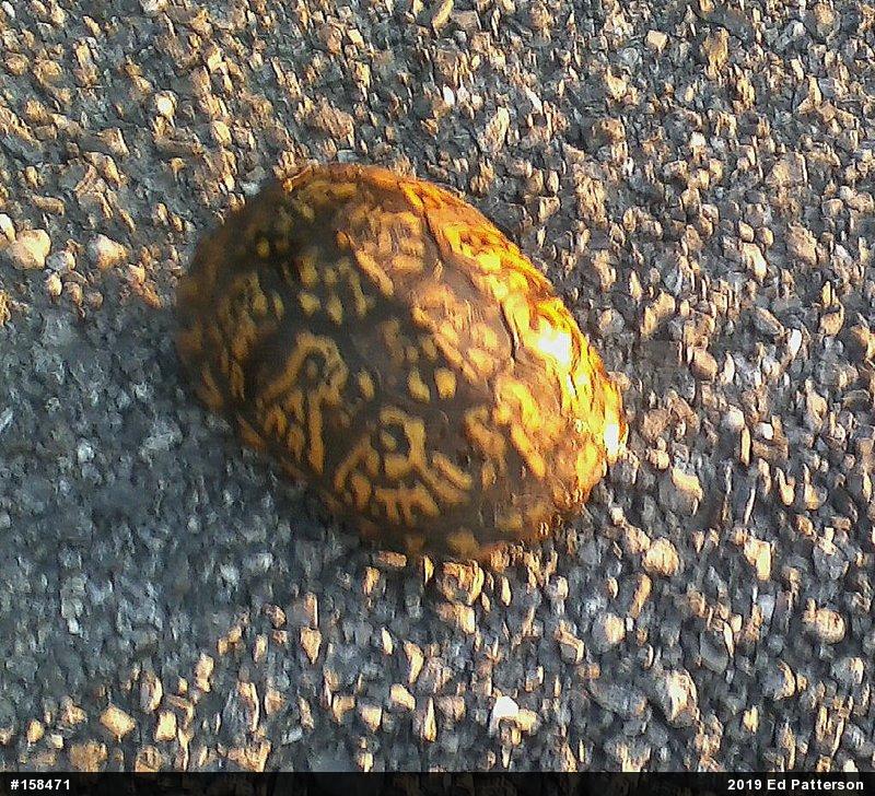 Eastern Box Turtle