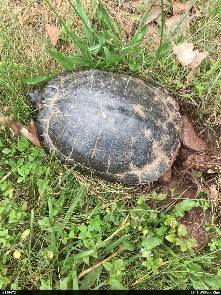 Red-eared Slider