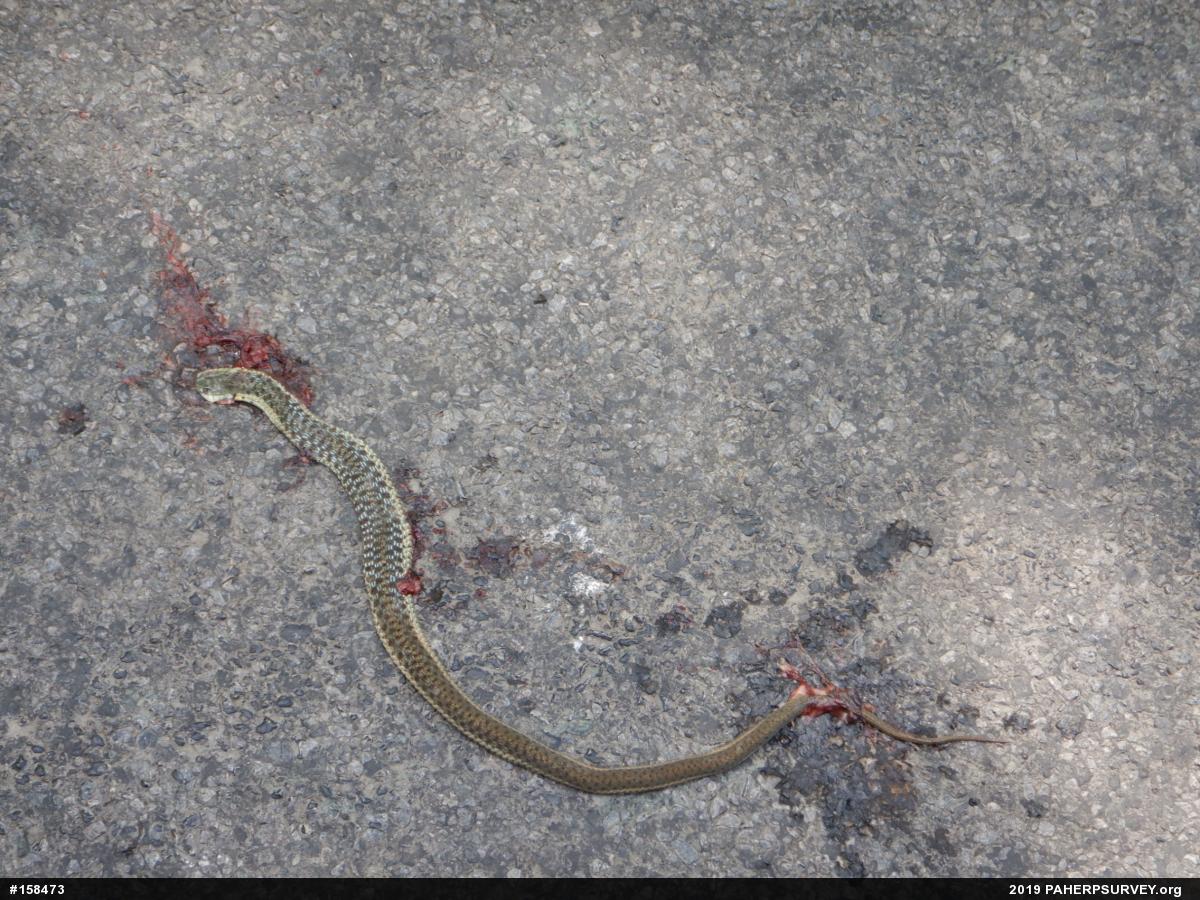 Eastern Gartersnake