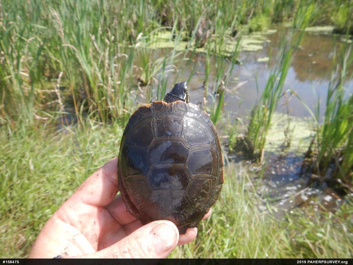 Midland Painted Turtle