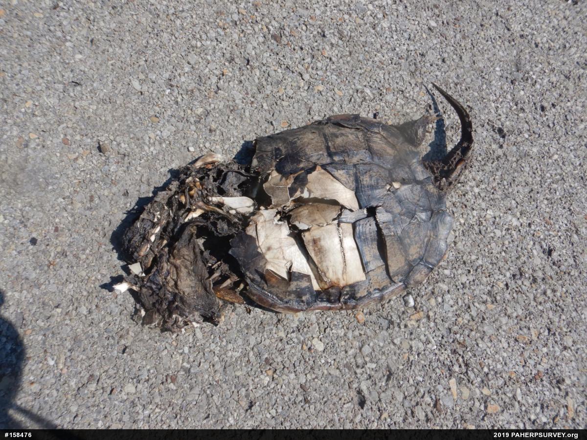 Snapping Turtle
