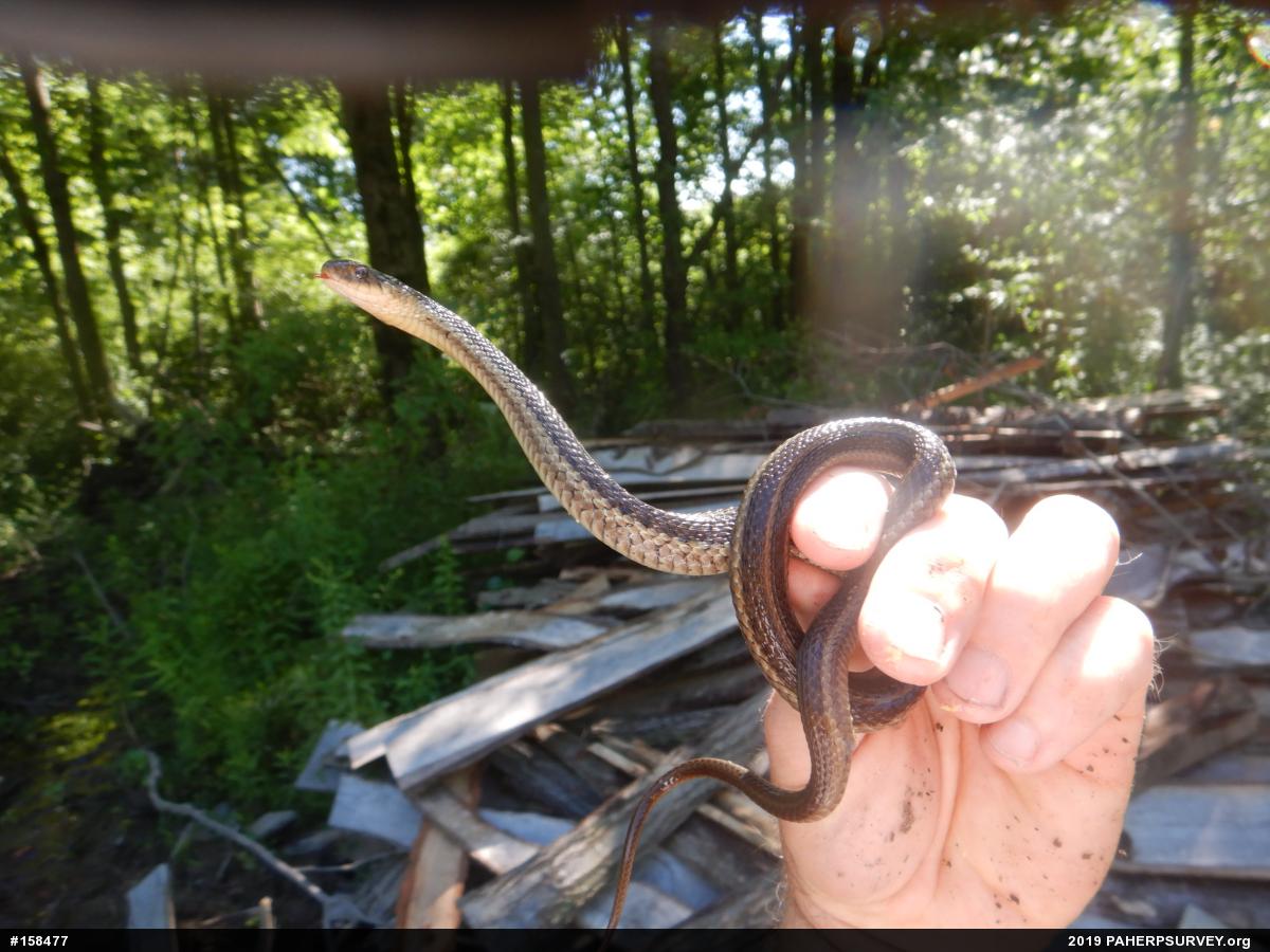 Eastern Gartersnake