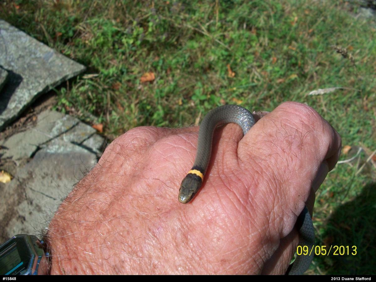 Northern Ring-necked Snake