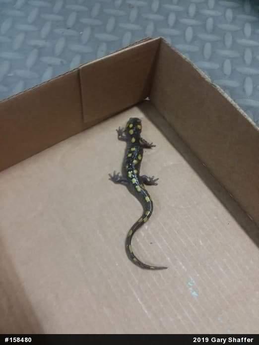Spotted Salamander