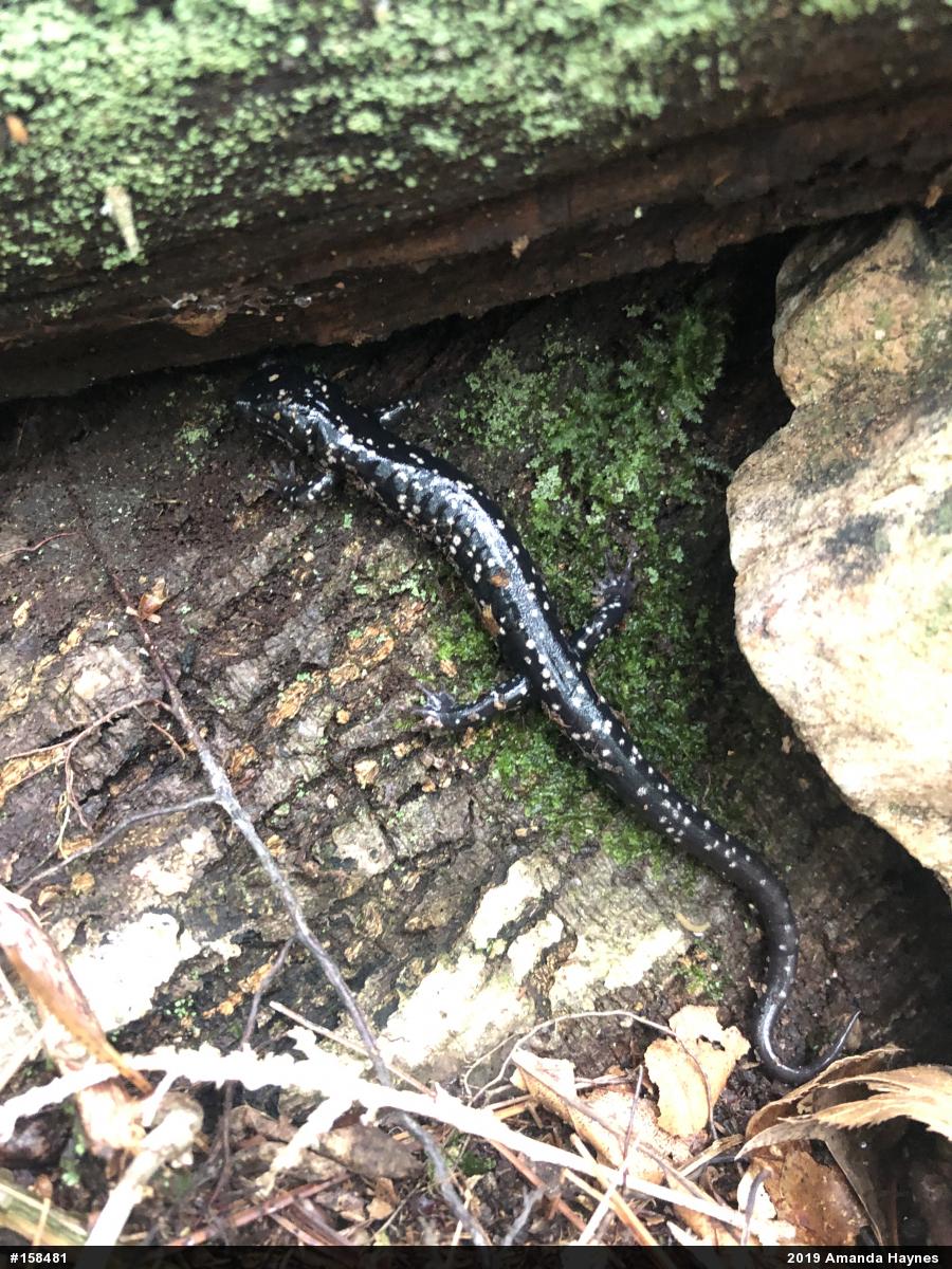 Northern Slimy Salamander