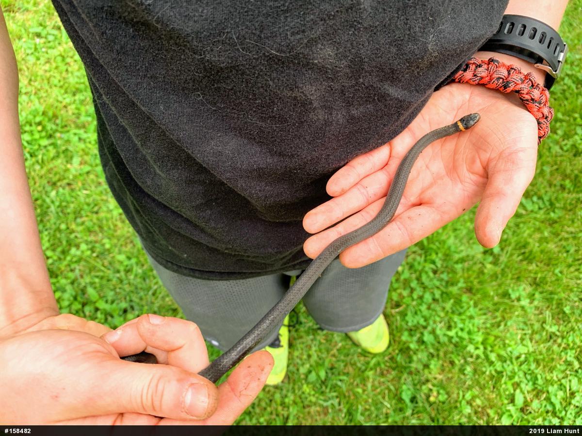 Northern Ring-necked Snake