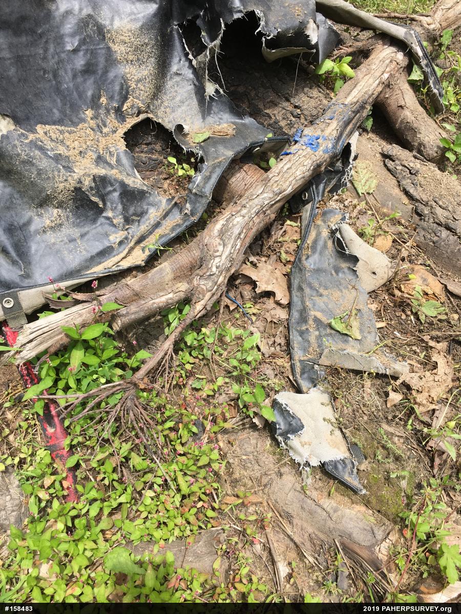 Skinks