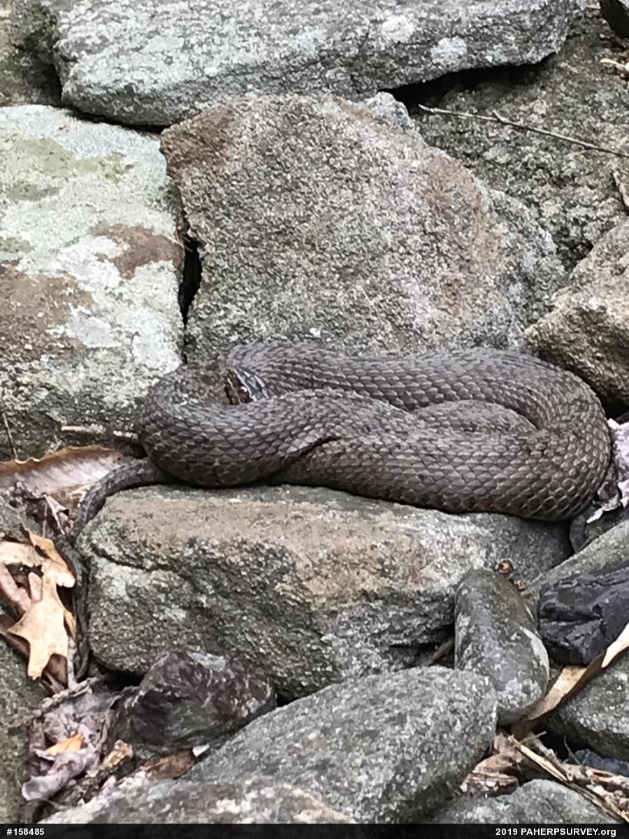 Northern Watersnake