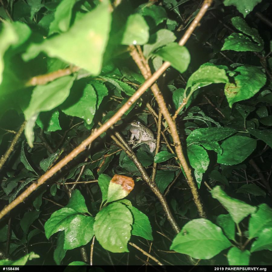 Unknown Gray Treefrog