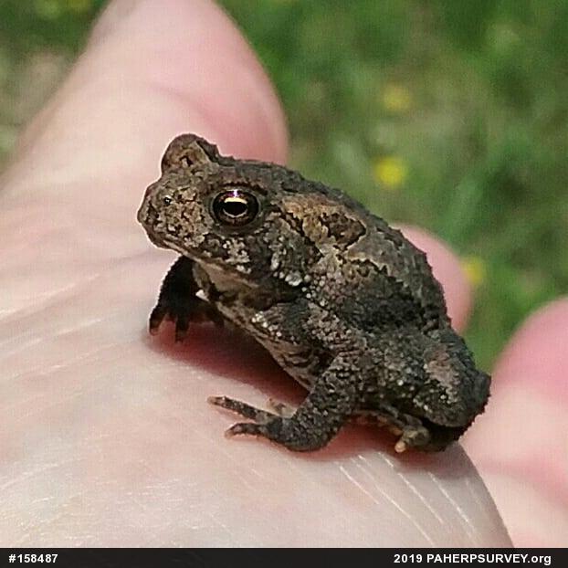 Eastern American Toad