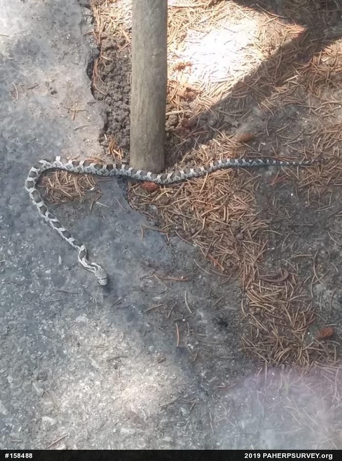 Eastern Ratsnake