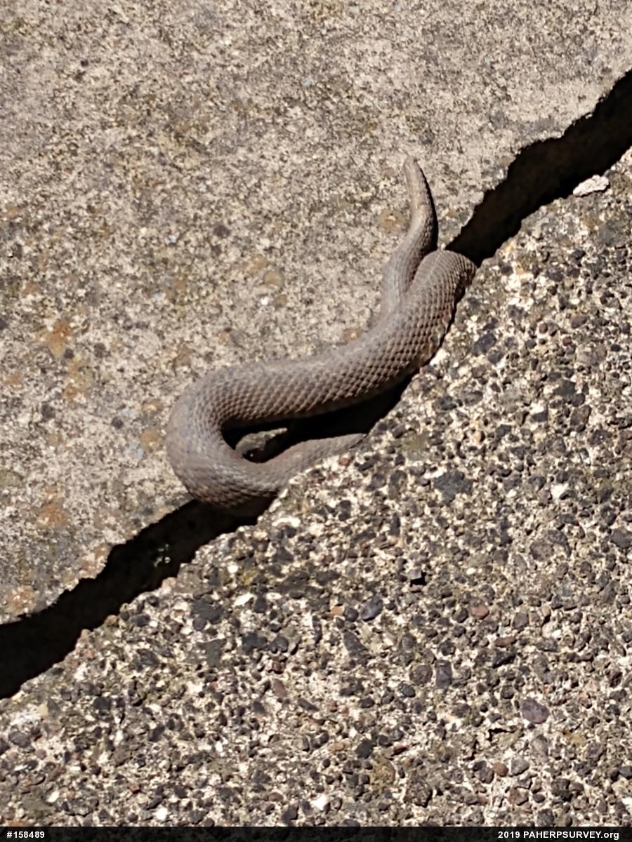 Northern Watersnake