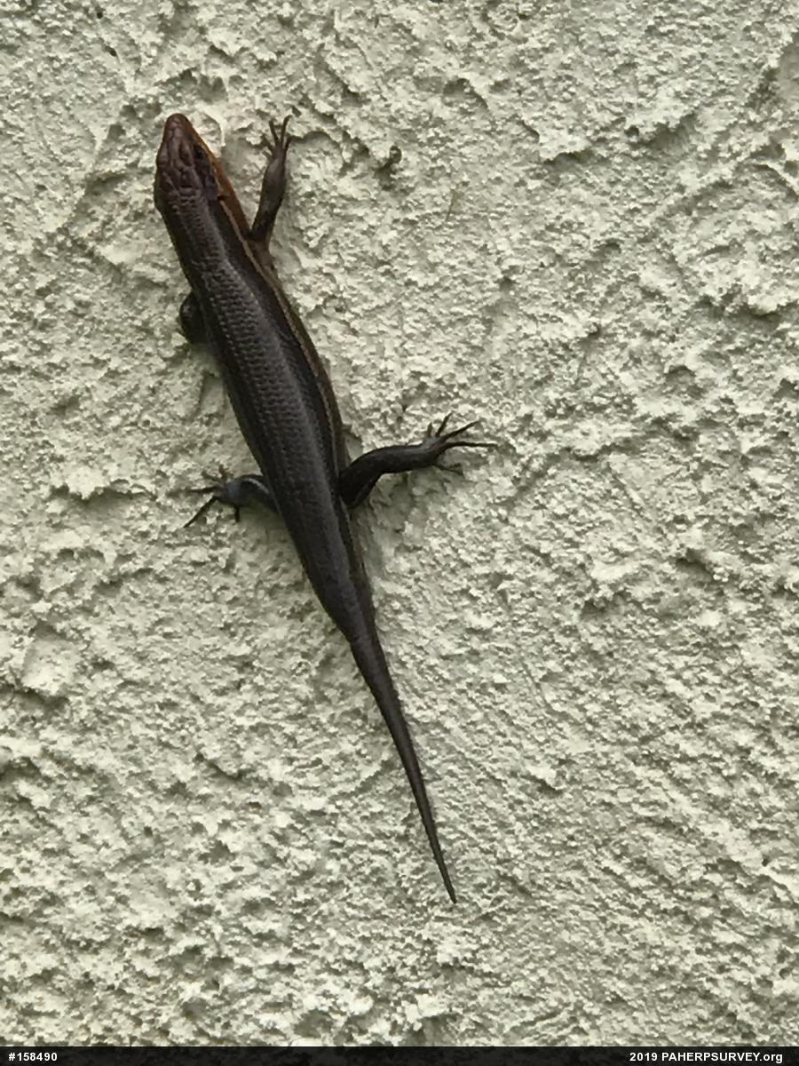 Broad-headed Skink