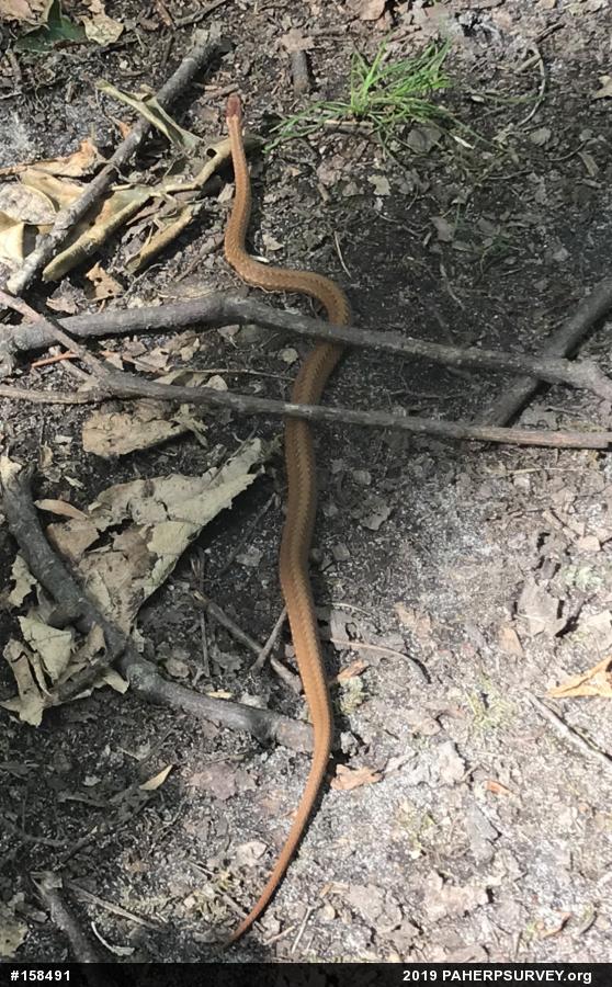 Red-bellied Snake