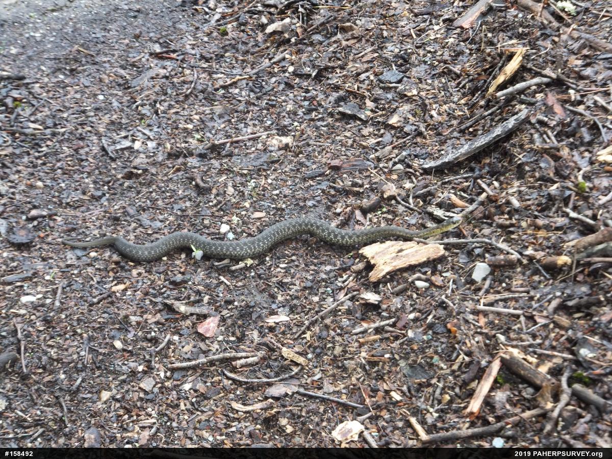 Eastern Gartersnake
