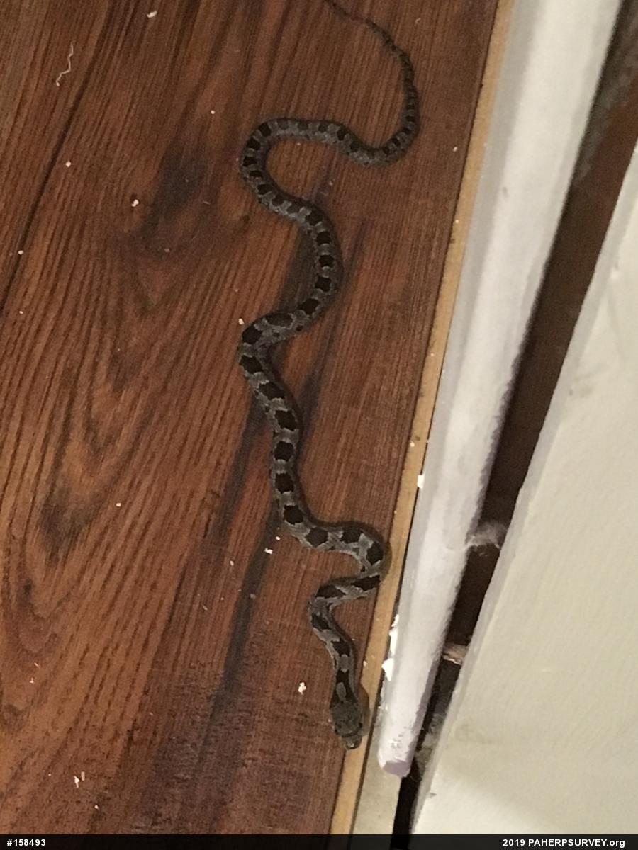 Eastern Ratsnake