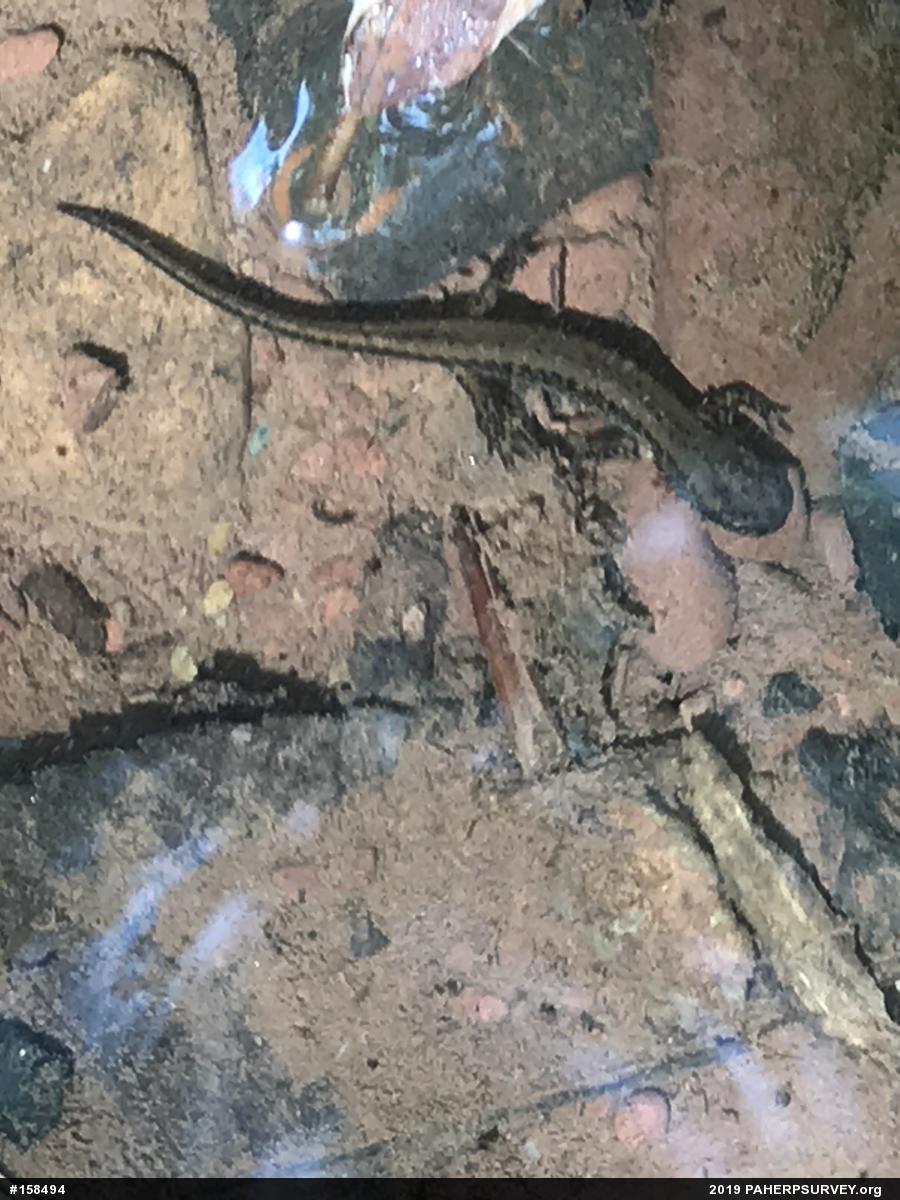Eastern Long-tailed Salamander