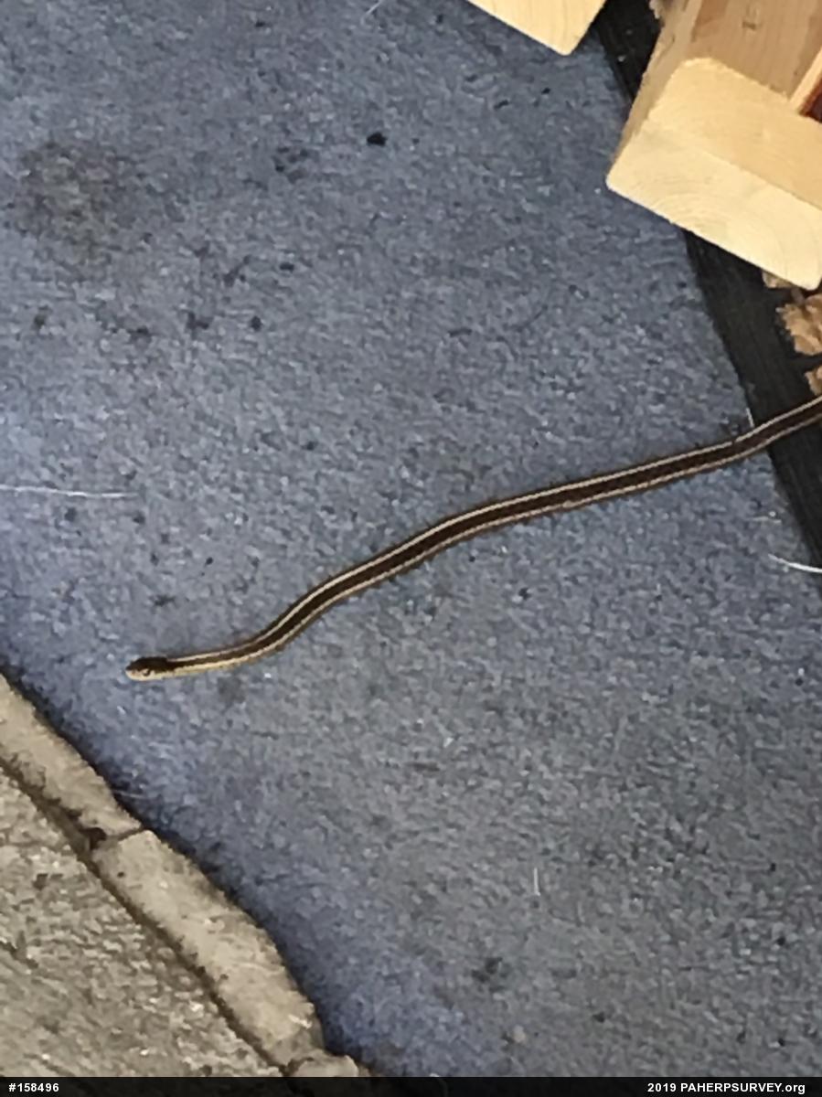 Eastern Gartersnake