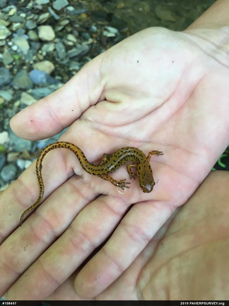 Eastern Long-tailed Salamander