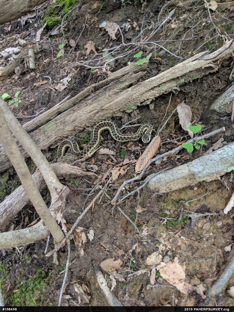 Eastern Gartersnake