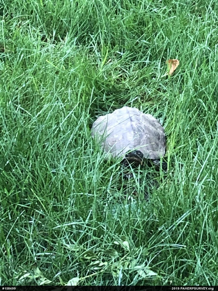Wood Turtle